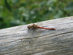 28155 Red Dragonfly on tree Common Darter (Sympetrum striolatum).jpg